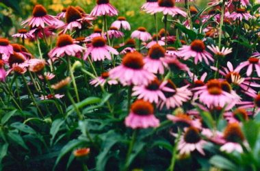 Grasslands Conservation